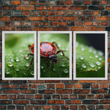 Insect Art Print, Nature Art, Lady Bug Wall Art, Canvas Print, Wall Art, 3 Piece Wall Art, Country Home Wall Art, Apartment Wall Decor