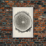 Framed Canvas Print Wall Art,  Grunge Forest Tree Rings, Abstract Illustrations, Modern Art, Nordic Decor for Bedroom, Tree Cross Section