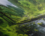 Panoramic Print of Hoh Rain Forest Washington, Extra Large Wall Art, Panoramic Wall Art, Panoramic Landscape Print, Landscape Photography