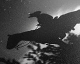 Silhouette of a Cowboy on Horseback under a Starry Night Sky for Western Wall Art, Canvas Prints, Home Decor, Living Room Art, Bedroom Art