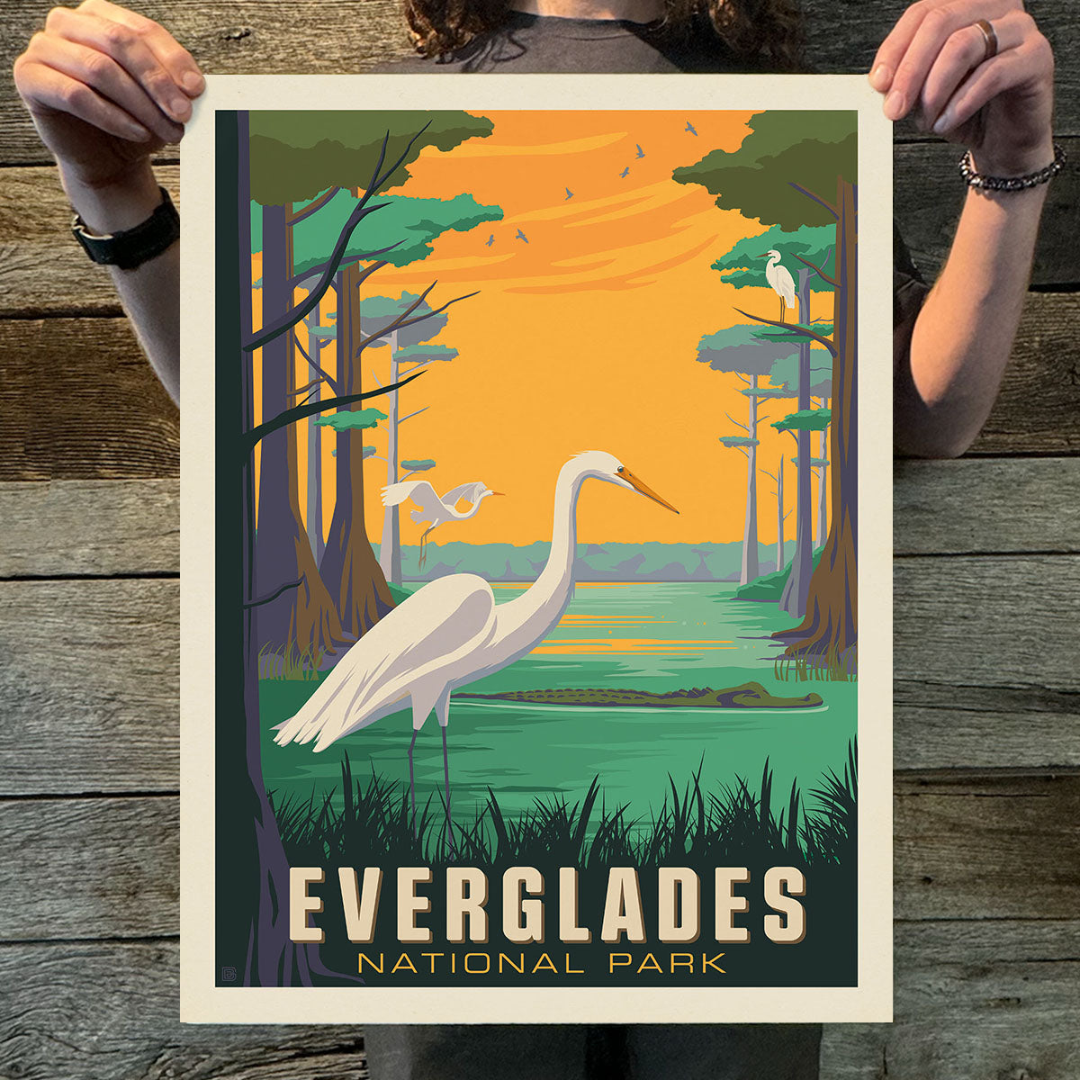 Everglades National Park: Great Egrets (63 National Parks) Art Print