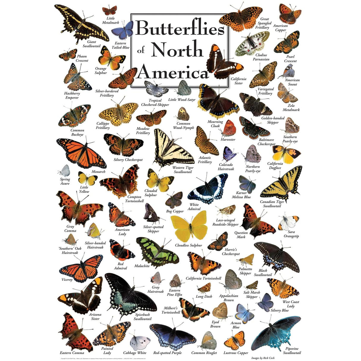 Butterflies of North America 1000 Piece Jigsaw Puzzle