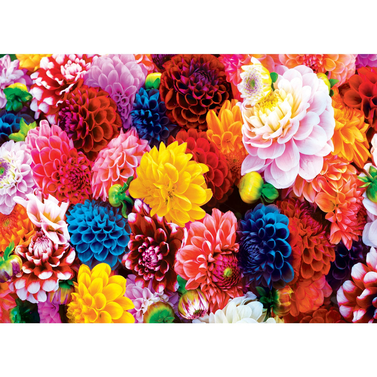 Brilliance - Beautiful Blooms 500 Piece Jigsaw Puzzle