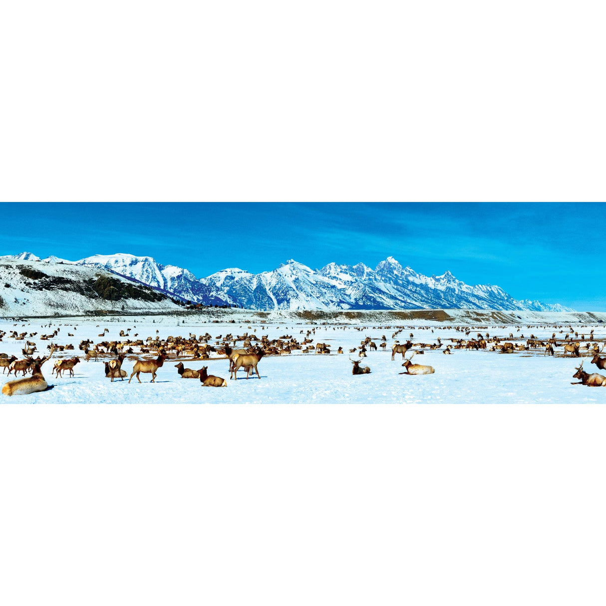 Elk Refuge, Wyoming 1000 Piece Panoramic Jigsaw Puzzle