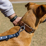 The Dog Collar